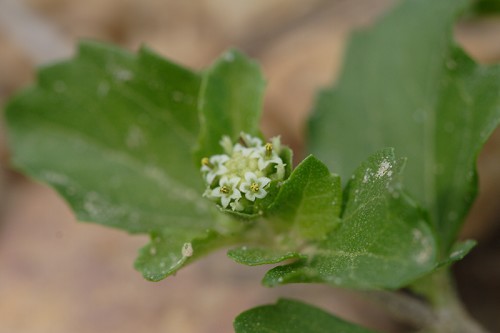 Acanthospermum australe #1