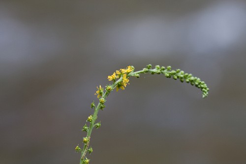 Agrimonia parviflora #4