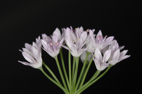 Allium canadense #6