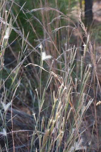 Andropogon ternarius #8