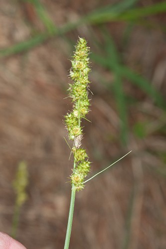 Carex annectens #2
