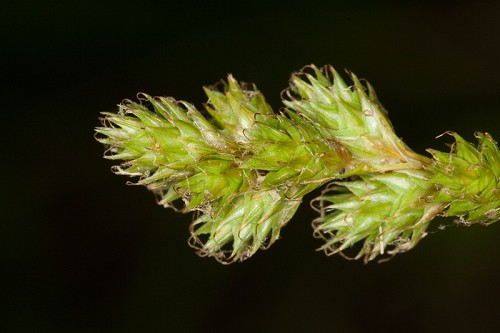Carex argyrantha #1
