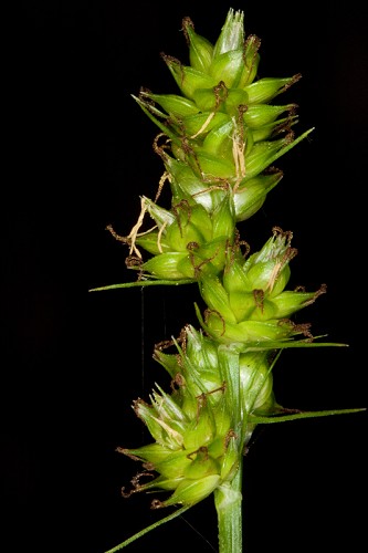 Carex muehlenbergii var. muehlenbergii #12