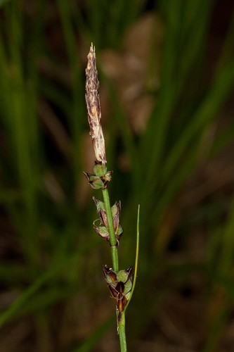 Carex pensylvanica #4