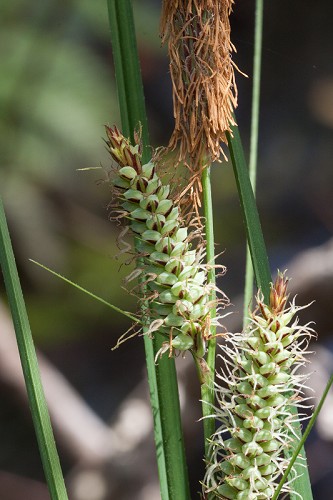 Carex verrucosa #7