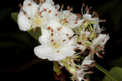 Crataegus berberifolia var. engelmannii #3