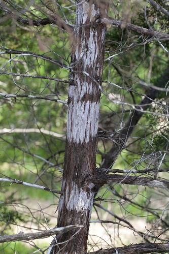 Juniperus ashei #1
