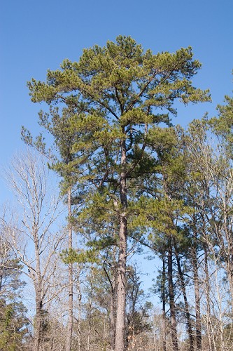 Pinus echinata #6