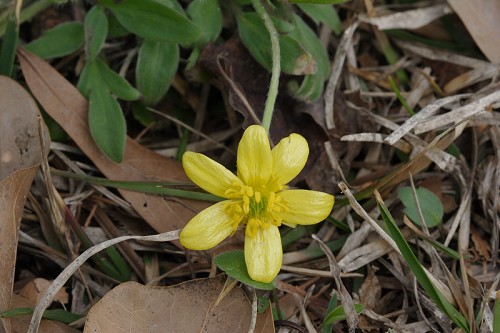 Ranunculus hispidus #1