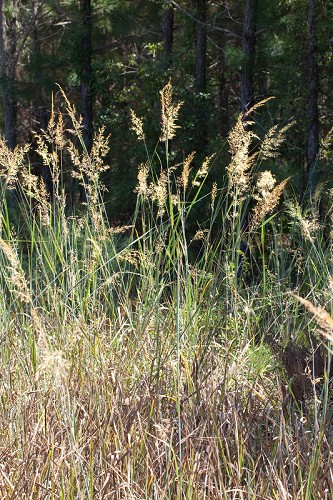 Sorghastrum nutans
