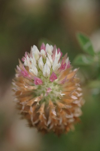 Trifolium vesiculosum #1