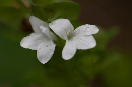 Yeatesia viridiflora #7