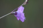 Saltmarsh false foxglove