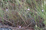 Saltmarsh false foxglove