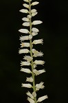 White colicroot