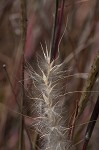 Splitbeard bluestem