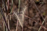 Splitbeard bluestem