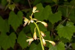 Adam and Eve orchid <BR>Puttyroot