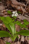 Speckled wood-lily <BR>White clintonia