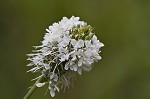 White prairie clover