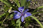 Zigzag iris <BR>Lamance iris