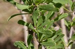 Carolina desert-thorn <BR>Christmasberry