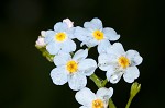 True forget-me-not