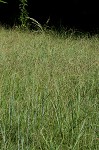 Vasey's grass <BR>Vasey grass
