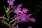 Purple fringless orchid