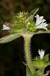 Florida pusley <BR>Rough Mexican clover
