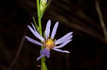 Smooth blue aster