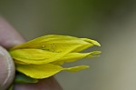 Largeflower bellwort